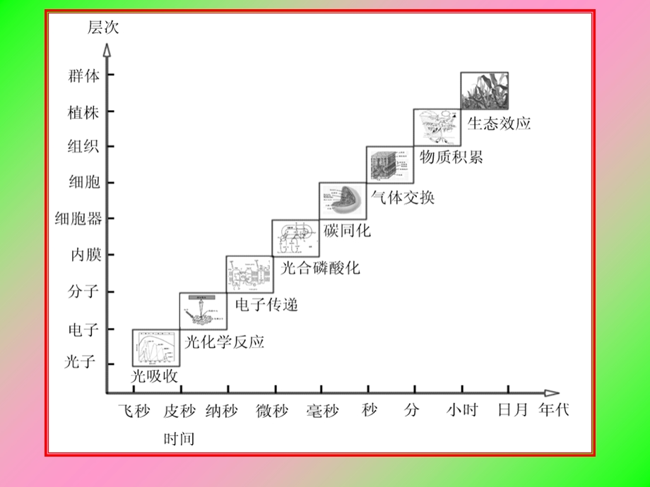 《高级植物生理》PPT课件.ppt_第3页