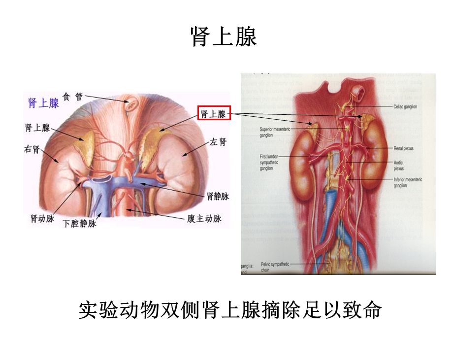 药理学 皮质激素类药物.ppt_第2页