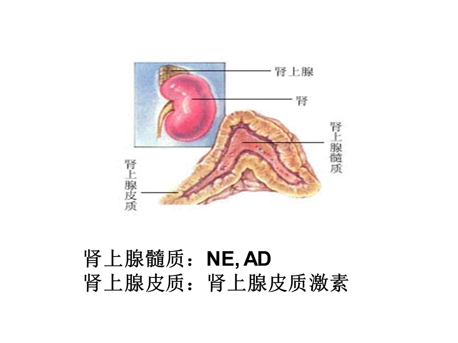 药理学 皮质激素类药物.ppt_第3页