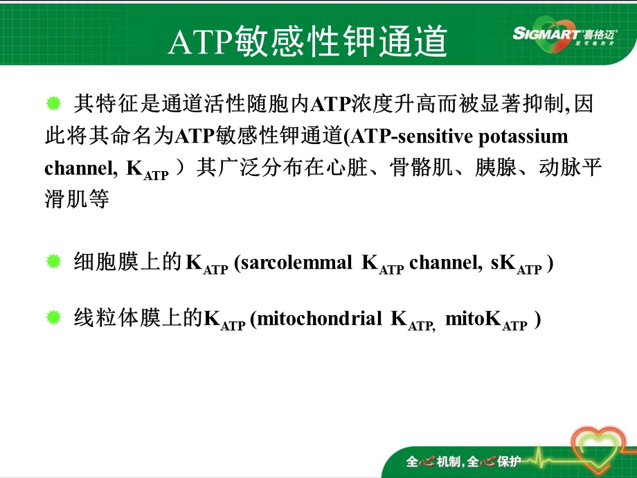 《喜格迈作用机制》PPT课件.ppt_第2页