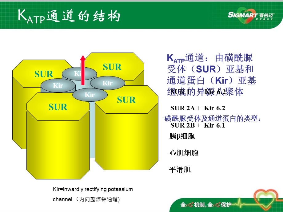 《喜格迈作用机制》PPT课件.ppt_第3页