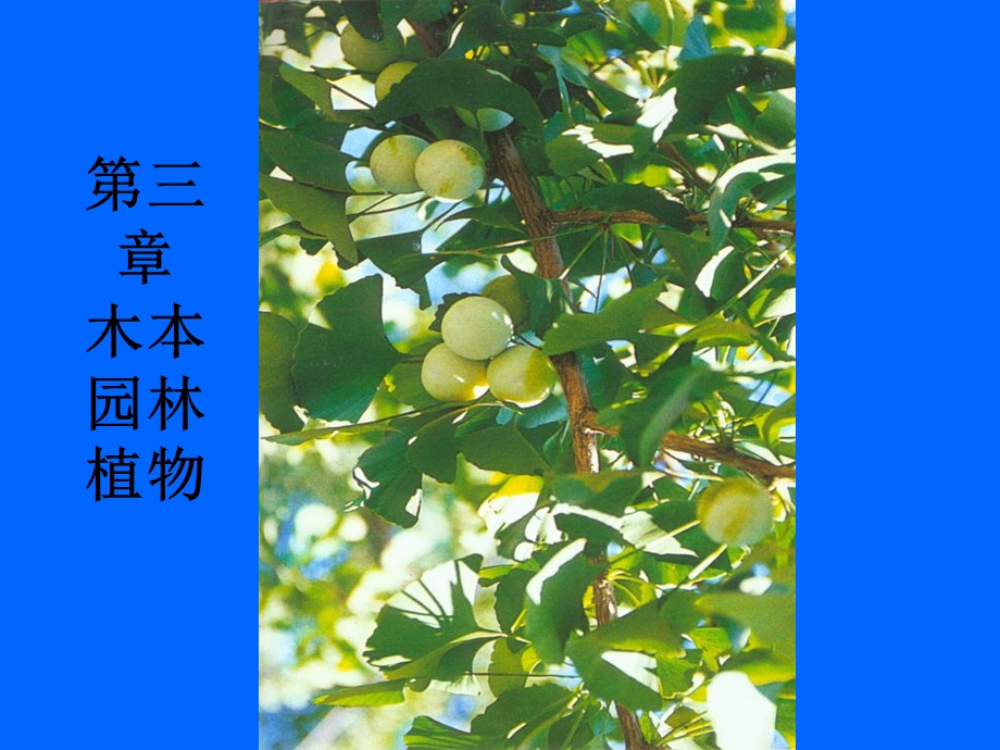 《木本园林植物》PPT课件.ppt_第1页