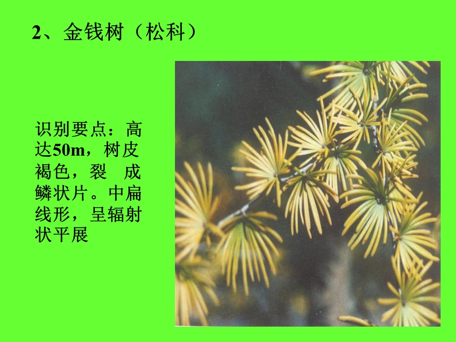 《木本园林植物》PPT课件.ppt_第3页