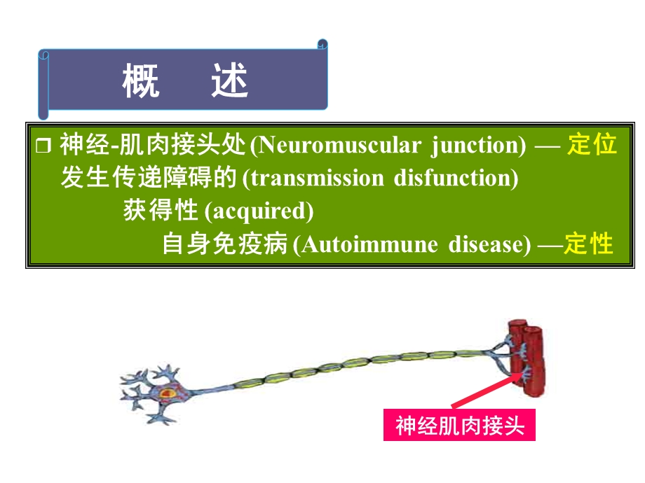 重症肌无力 .ppt_第2页