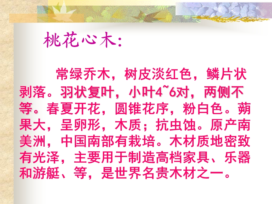 《语文桃花心木》PPT课件.ppt_第2页