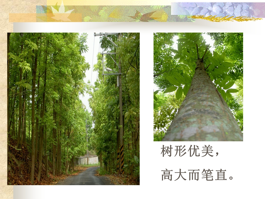 《语文桃花心木》PPT课件.ppt_第3页