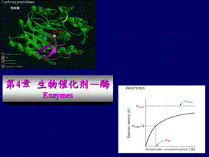 《酶生物催化剂》PPT课件.ppt