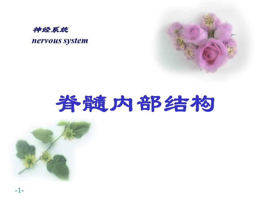 《脊髓内部结构》PPT课件.ppt_第1页