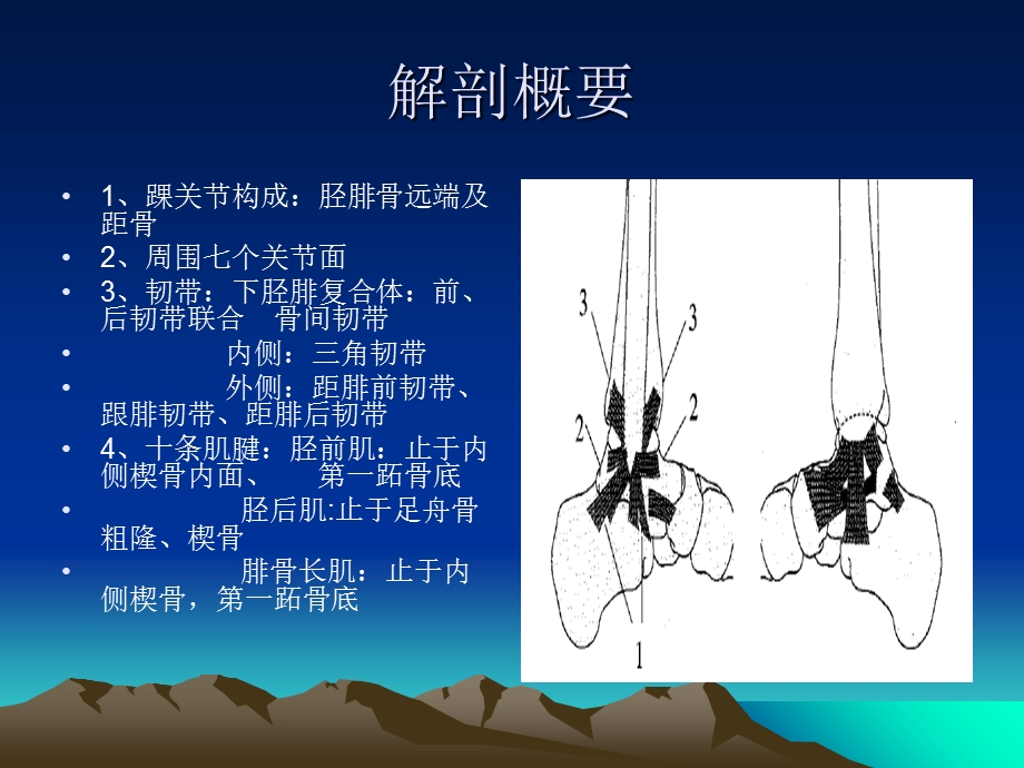 《足踝知识初学》PPT课件.ppt_第2页