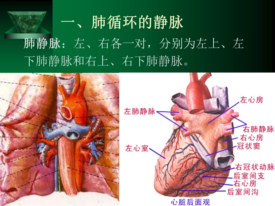 《静脉淋巴系统》PPT课件.ppt_第3页