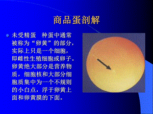 《鸡胚的孵化过程》PPT课件.ppt