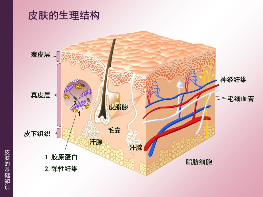 《皮肤的基础知识》PPT课件.ppt_第3页