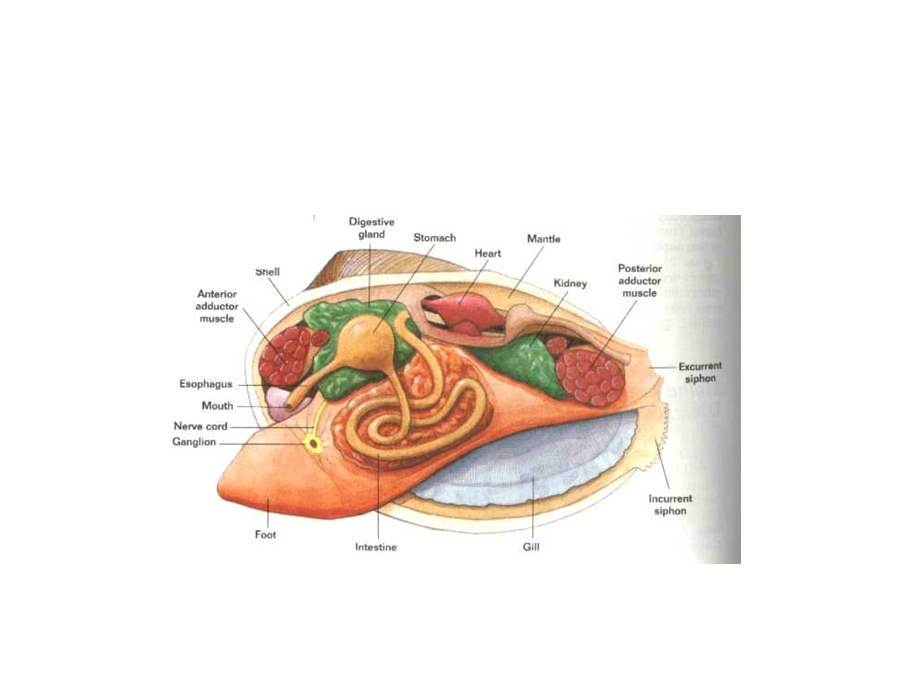 《贝类的内部构造》PPT课件.ppt_第3页