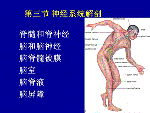 《神经系统解剖》PPT课件.ppt