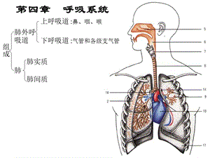 《英语呼吸系统》PPT课件.ppt