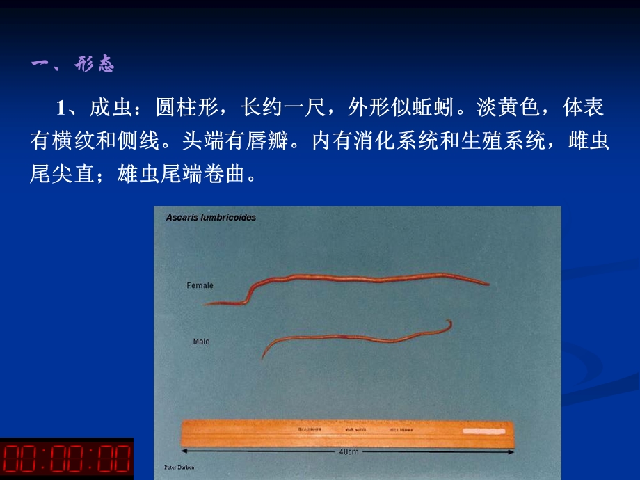 医学寄生虫学：蛔虫.ppt_第2页