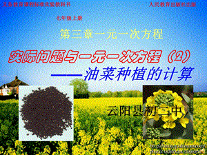 《油菜种植的计算》PPT课件.ppt