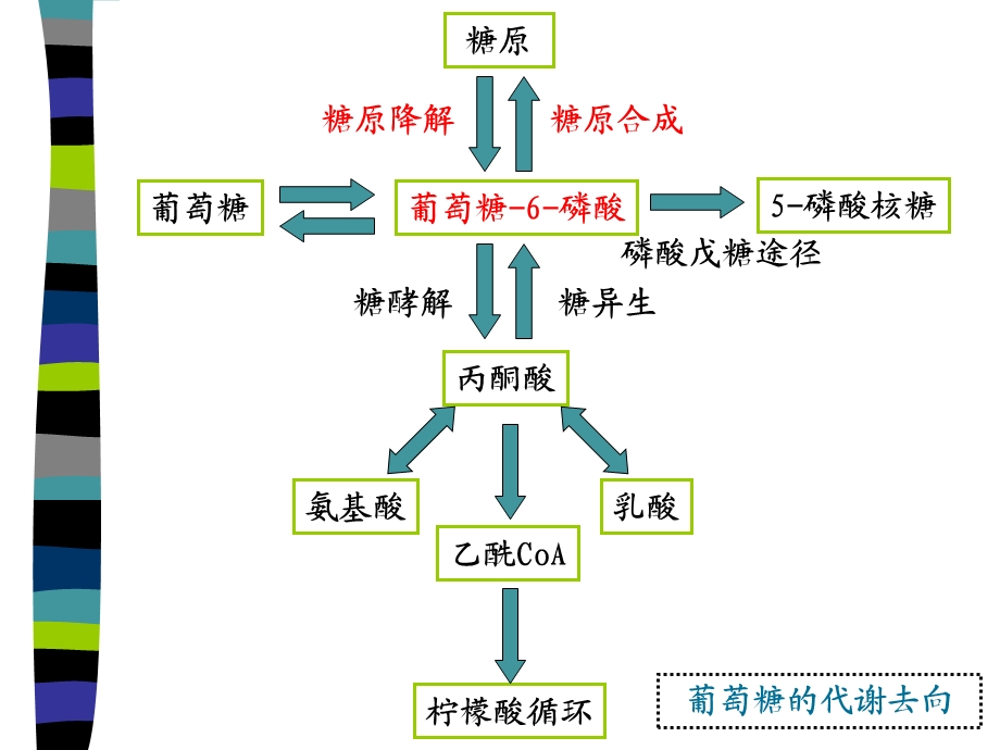 《糖的生物合成》PPT课件.ppt_第2页