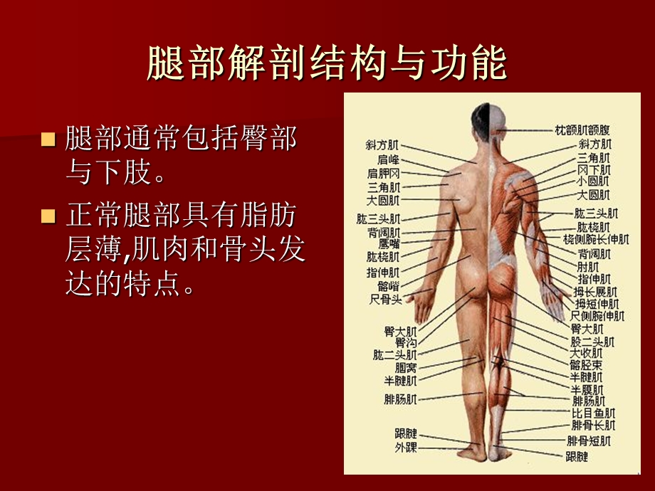 《腿部调护常识》PPT课件.ppt_第3页