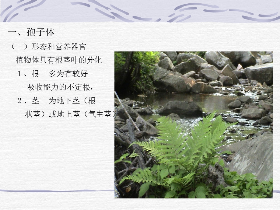 《蕨类植物门》PPT课件.ppt_第3页