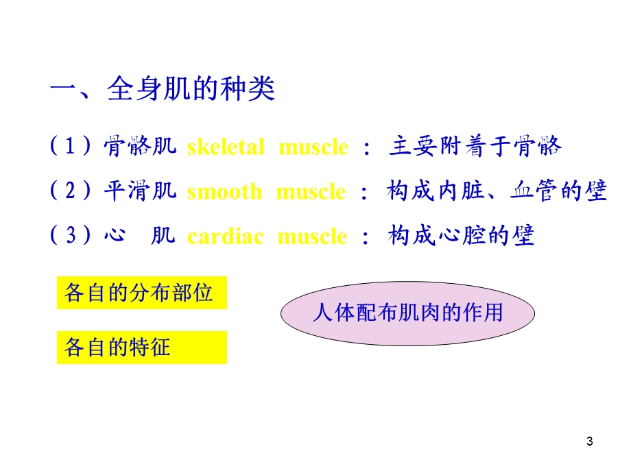 《肌学总论及躯干肌》PPT课件.ppt_第3页