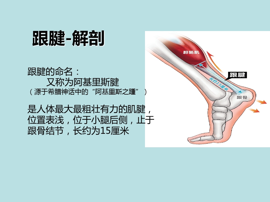 《跟腱断裂解剖》PPT课件.ppt_第2页