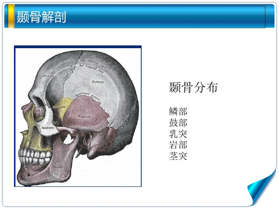 《听觉系统解剖》PPT课件.ppt_第2页