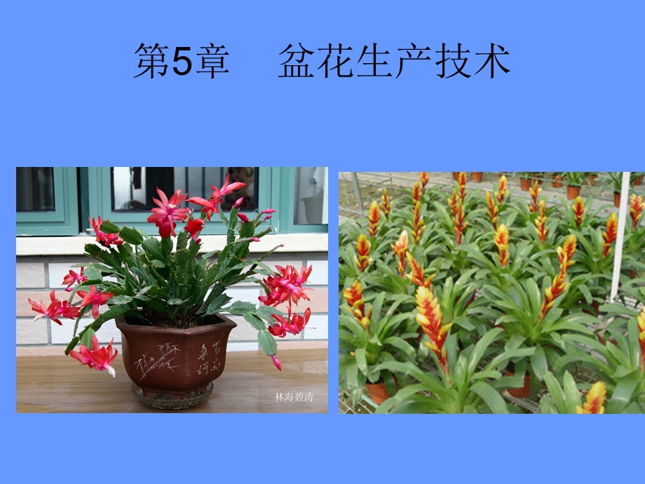 《盆花生产技术》PPT课件.ppt_第1页