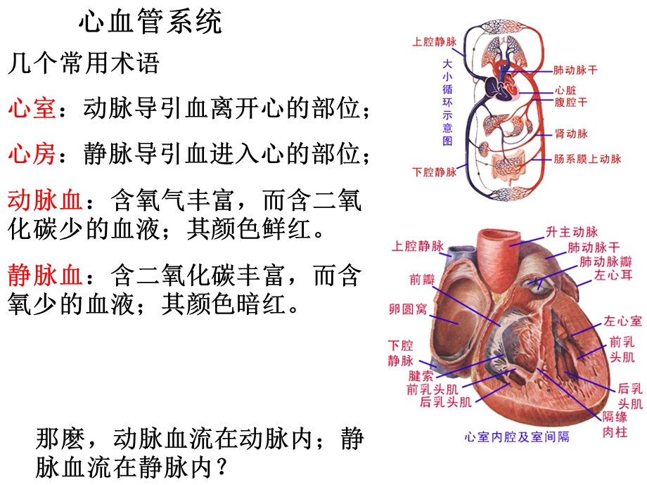 7第七章循环系统.ppt_第3页