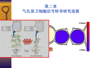 《气孔信号转导》PPT课件.ppt