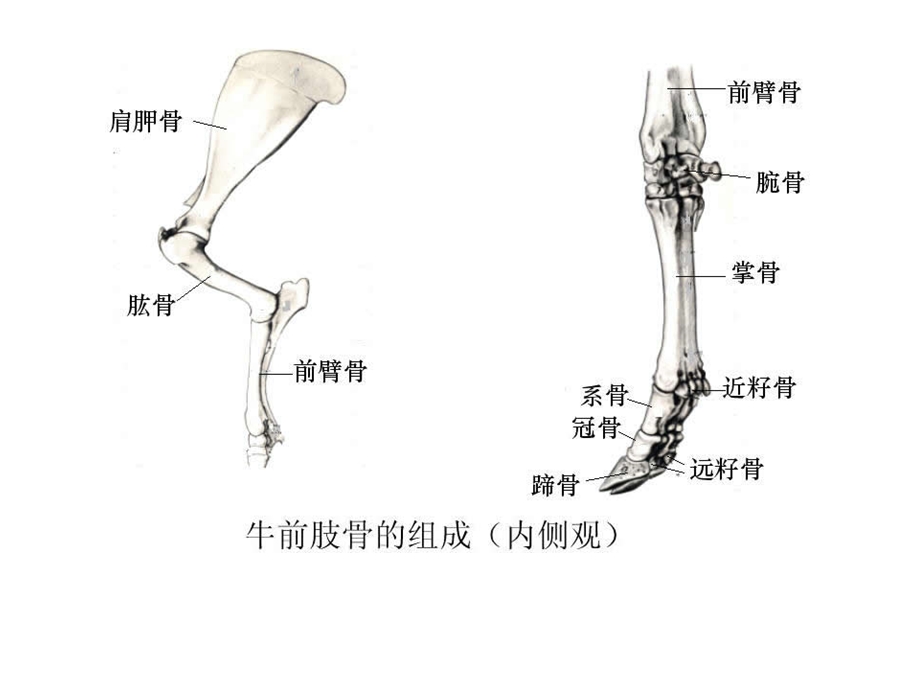 《前肢骨及其连结》PPT课件.ppt_第2页