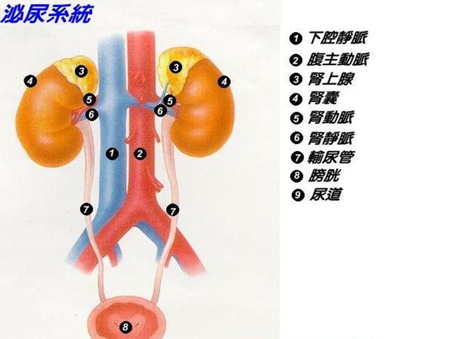 《高血压与肾脏》PPT课件.ppt_第3页