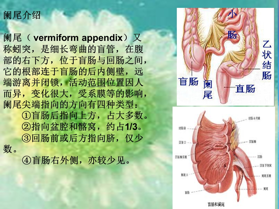 《阑尾及阑尾炎》PPT课件.ppt_第2页