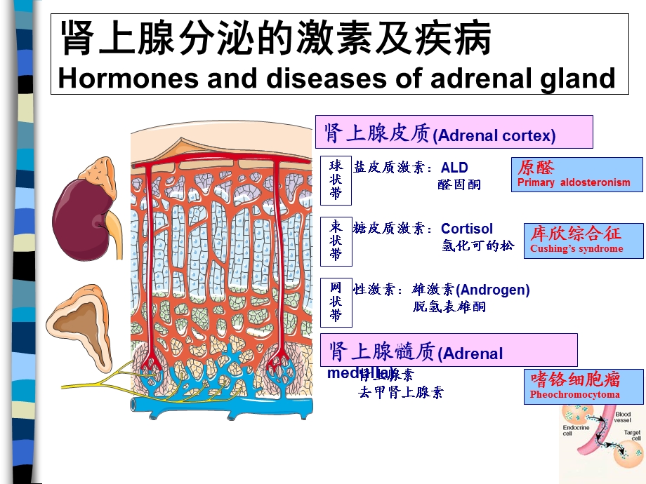 《原醛症诊治》PPT课件.ppt_第2页