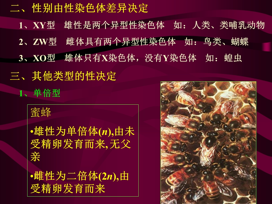 《遗传的发育》PPT课件.ppt_第2页