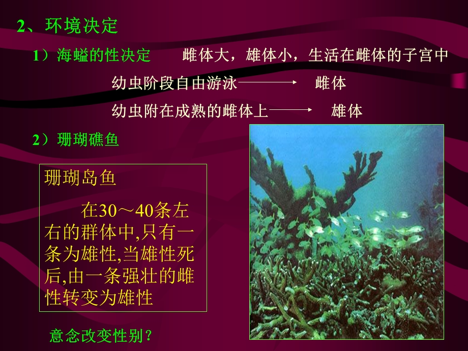 《遗传的发育》PPT课件.ppt_第3页