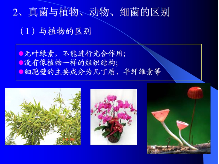 真菌分类1.ppt_第3页