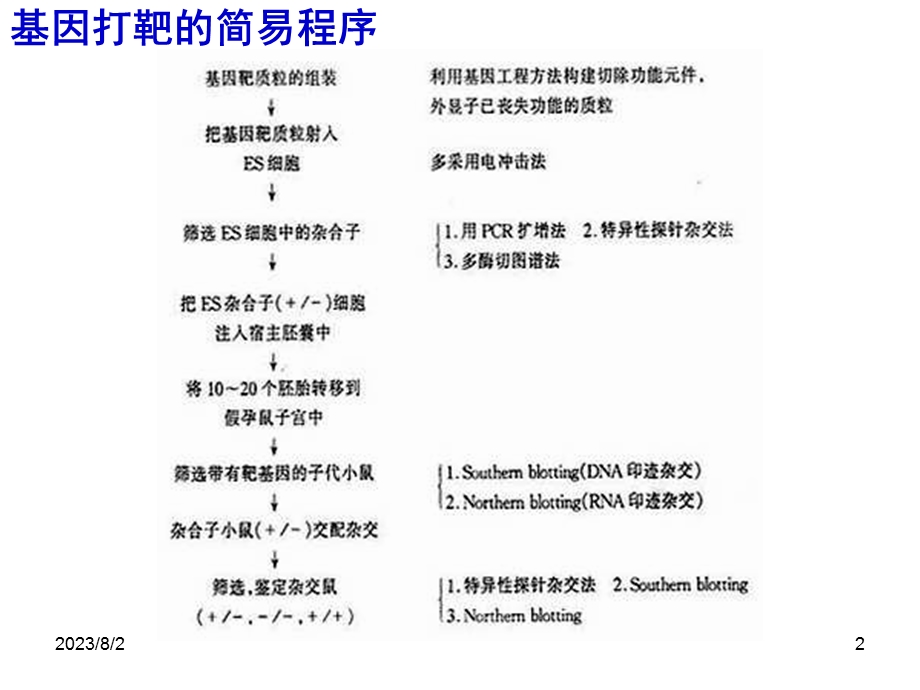 《转基因小鼠技术》PPT课件.ppt_第2页