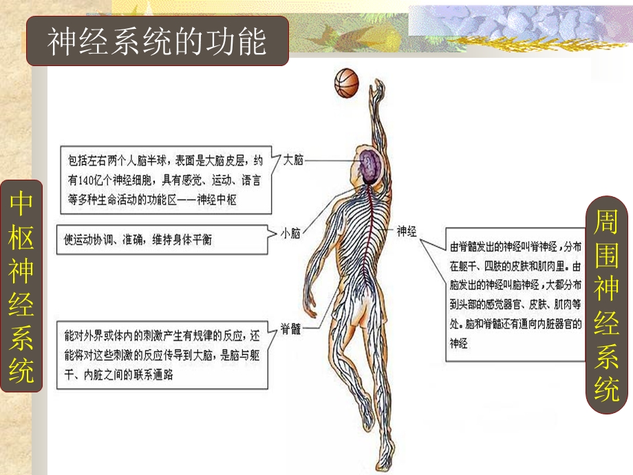 神经学基础.ppt_第3页