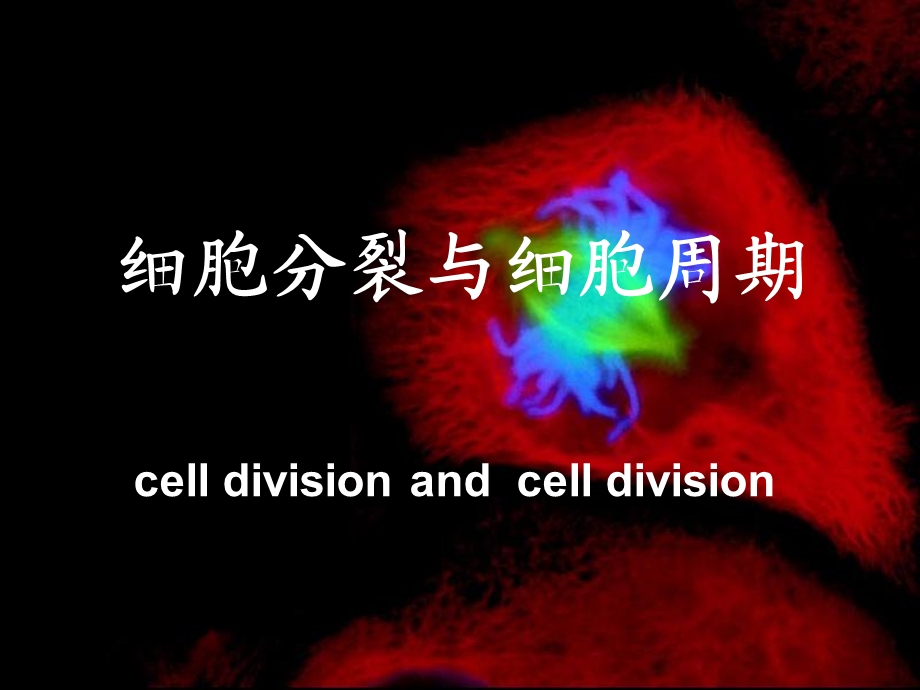 《细胞周期》PPT课件.ppt_第1页