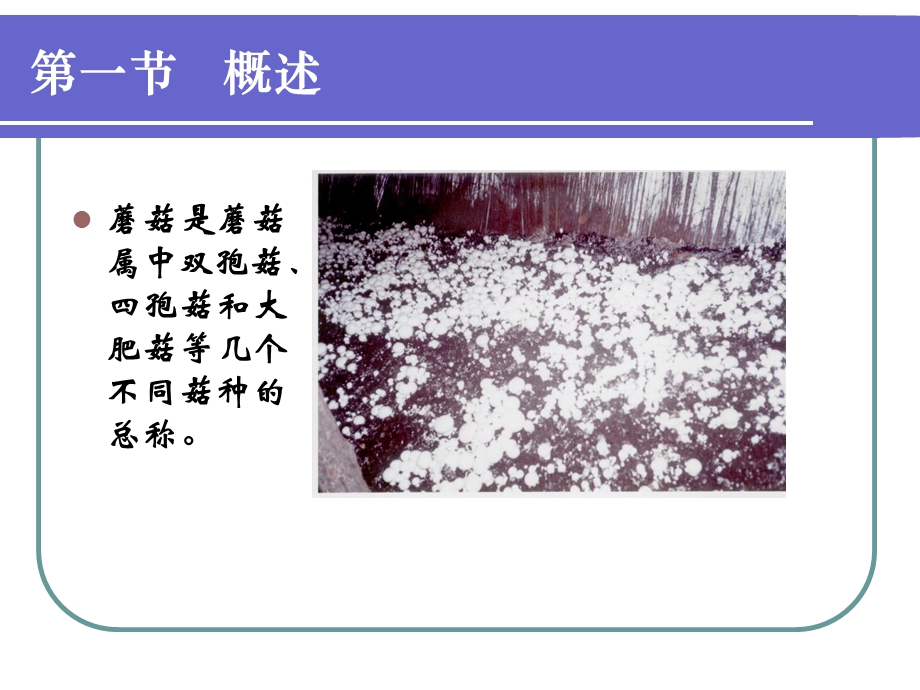 《双孢蘑菇栽培技术》PPT课件.ppt_第3页