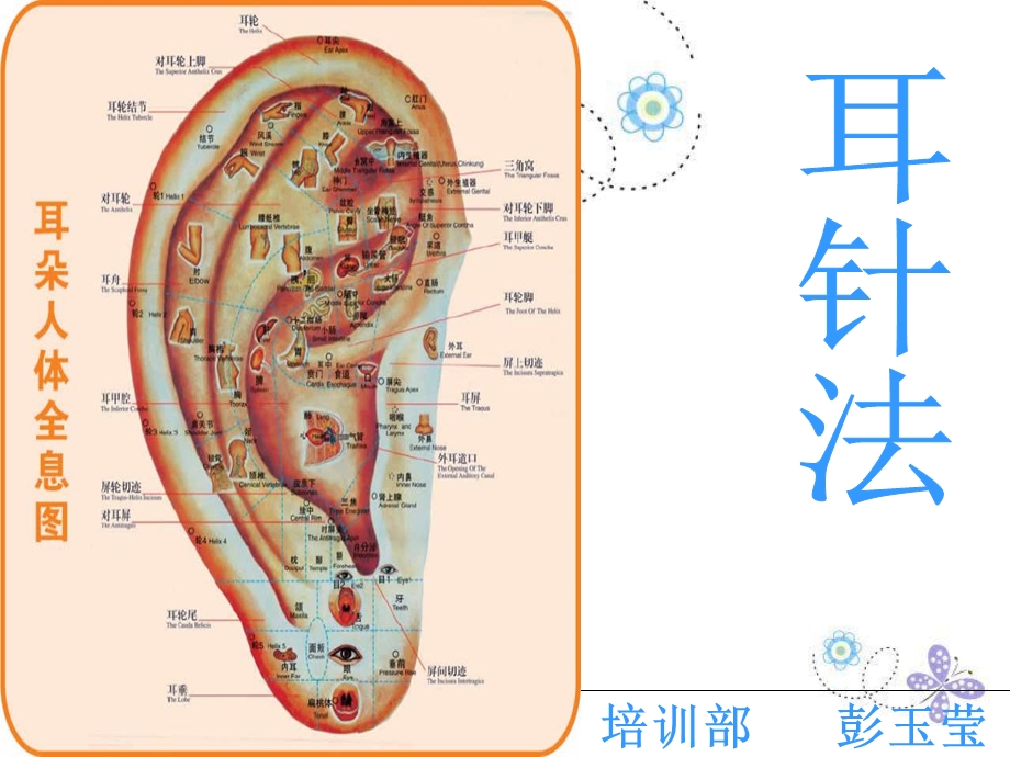 《耳穴彭玉莹》PPT课件.ppt_第1页