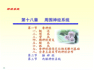 《解剖学脊神经》PPT课件.ppt