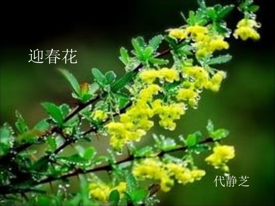 《迎春花的栽培》PPT课件.ppt_第1页