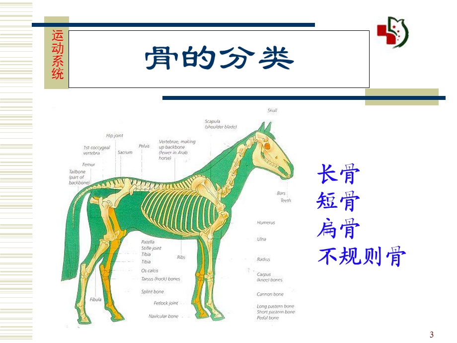 《运动系统骨骼》PPT课件.ppt_第3页