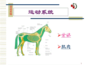 《运动系统骨骼》PPT课件.ppt