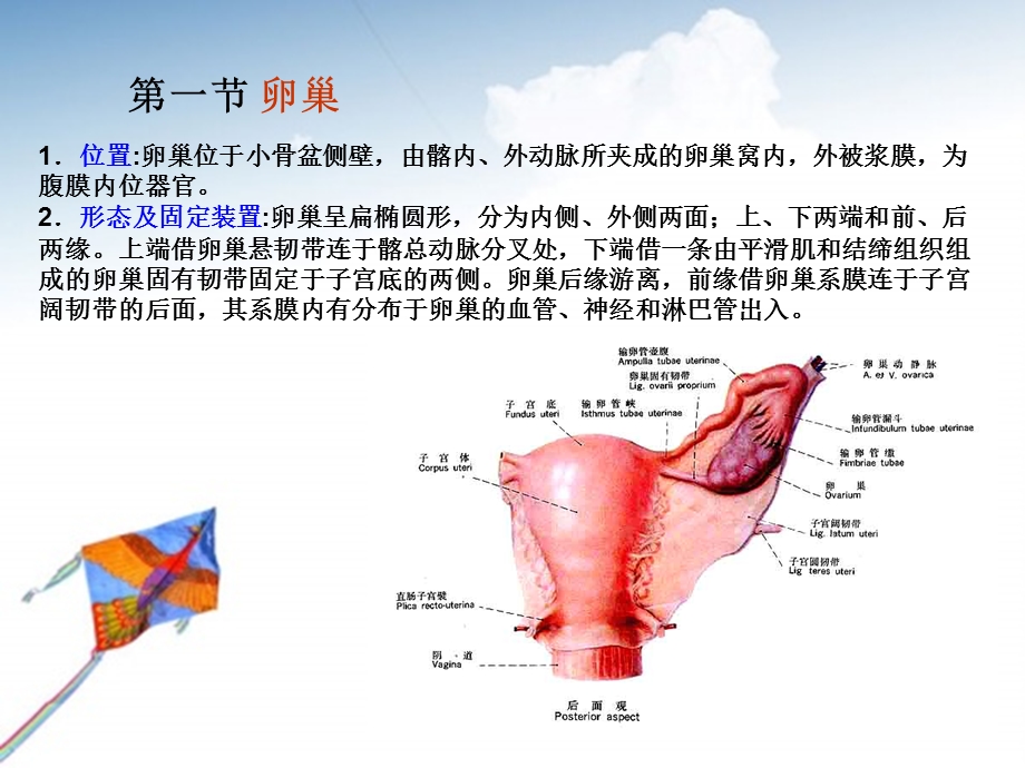 《妇科基础知识》PPT课件.ppt_第3页