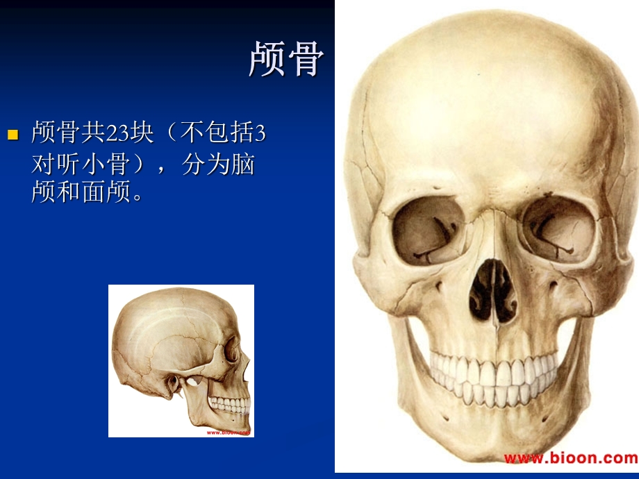 《解剖颅骨部分》PPT课件.ppt_第2页