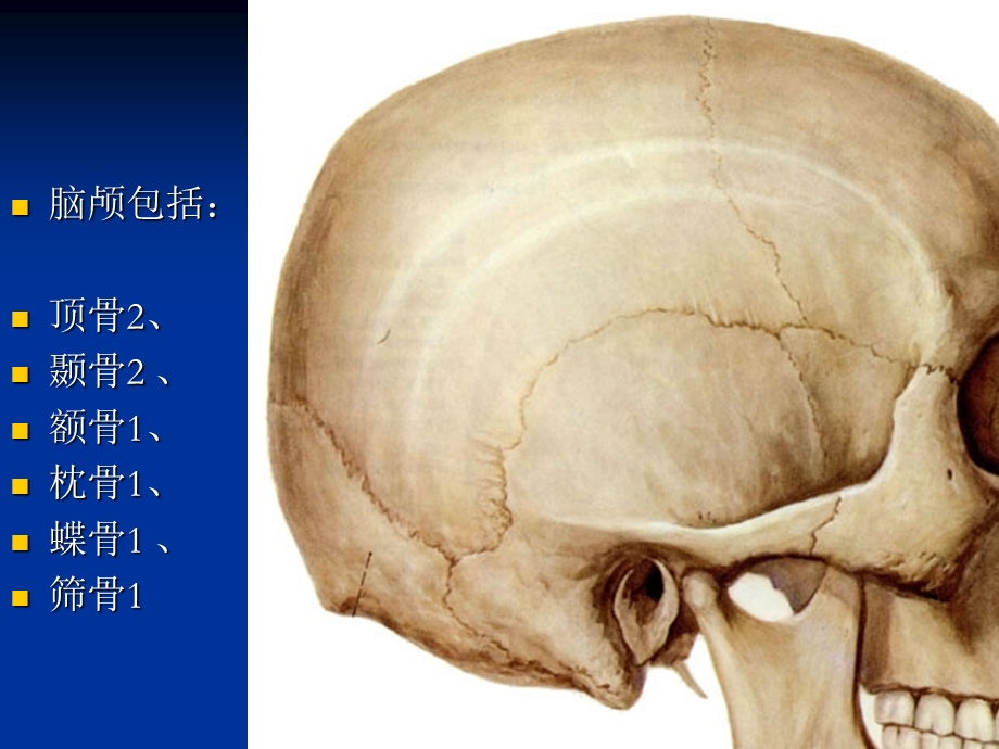《解剖颅骨部分》PPT课件.ppt_第3页