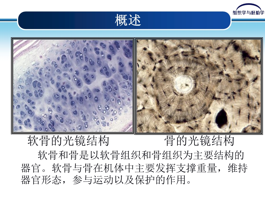 《软骨和骨》PPT课件.ppt_第2页